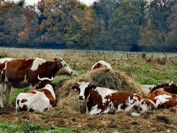 View of cows on field