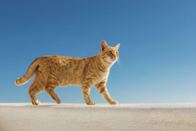 Santorini stray ginger cat