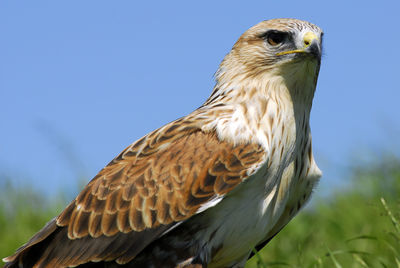 Close-up of a bird of prey