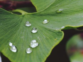 Close-up of water drops on leaf