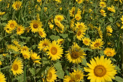 High angle view of yellow flowering plants on field