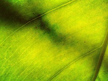 Full frame shot of green leaves