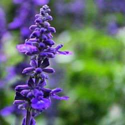 Close-up of purple flowers