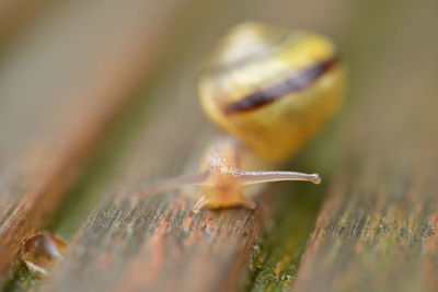 snail