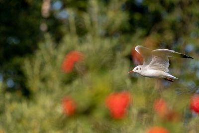 Bird flying