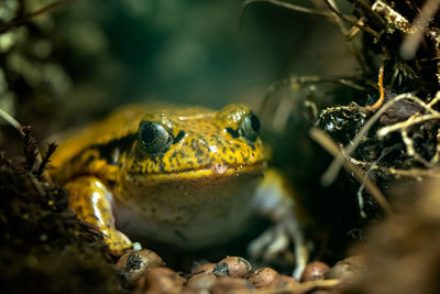 Portrait of big tropical frog, dyscophus guineti.