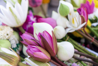 Close-up of pink tulips