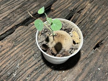 soil