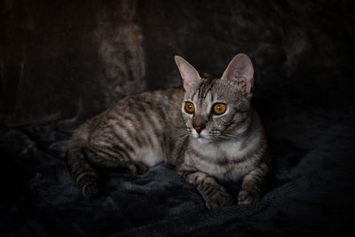 Portrait of cat resting on blanket