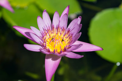 Close-up of pink water lily