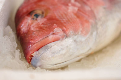 Close-up of fish for sale in market