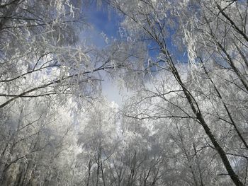 Low angle view of bare trees against sky