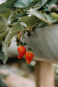 Close-up of strawberry growing on tree