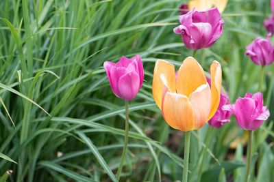 Close-up of pink crocus blooming on field