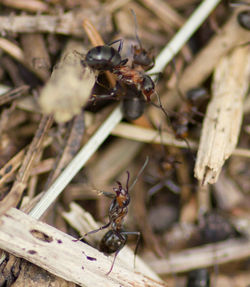 Close-up of bee