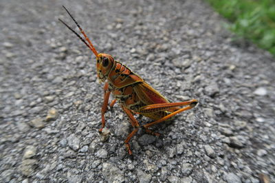 Close-up of insect