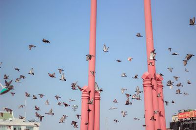 Low angle view of birds flying in sky