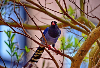 Low angle view of bird perching on branch