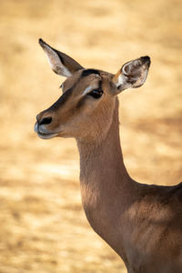 Close-up of female common impala watching camera