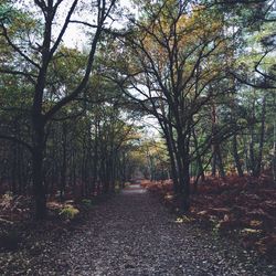 Road amidst trees against sky