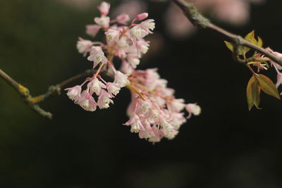 Close-up of pink cherry blossoms in spring