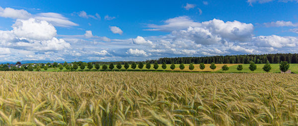 Scenic view of agricultural field against sky