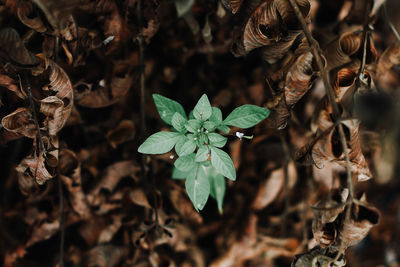 Close-up of plant in water