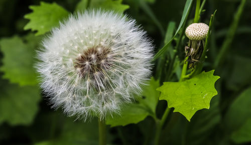 Close-up of white dandelion flower