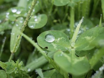 Close-up of raindrops on leaves