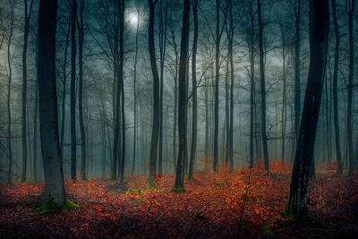 Trees in forest during autumn