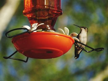 Close-up of hummingbitd at sugar water feeder