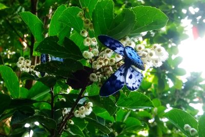 Close-up of butterfly perching on leaf