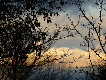 Low angle view of bare trees against sky