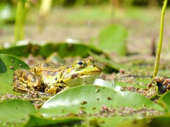 Close-up of frog on leaf