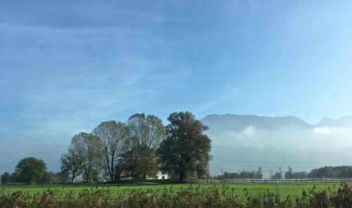 Trees against sky