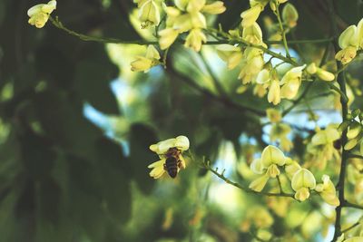 Close-up of insect on flower