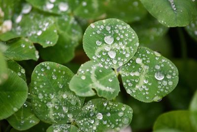 Close-up of water drops on leaves