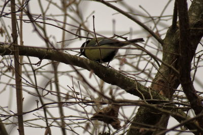 Close-up of bird perching on branch
