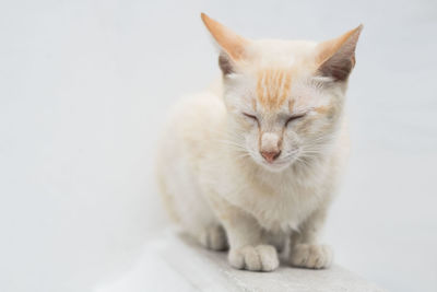 Close-up of cat sitting on floor