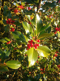 Close-up of fruits on tree