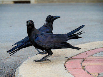 Bird perching on a street