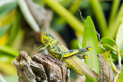 Close-up of insect on branch