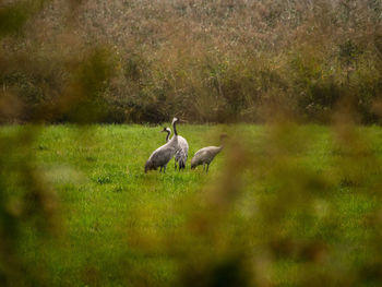 Ducks in a field