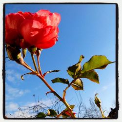 Low angle view of flowers