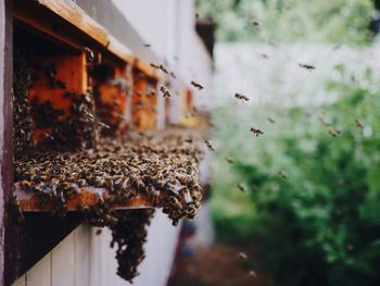 Honey bees flying around beehive