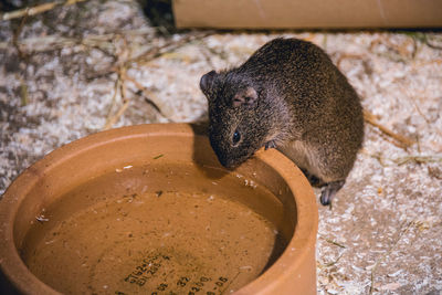High angle view of rodent