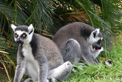 Close-up of lemurs on field against plants