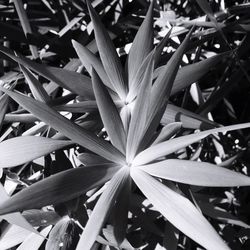 Close-up of leaves