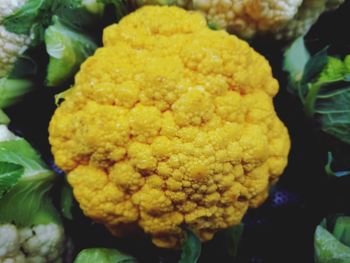 Close up of yellow flower