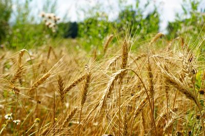 Close-up of stalks in field